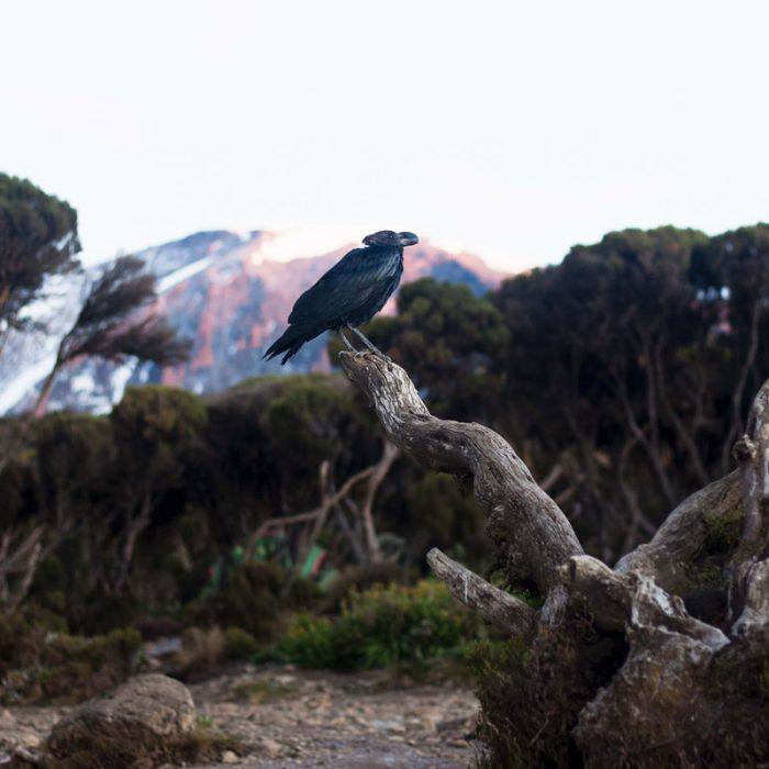 1 Day Mount Kilimanjaro Hike Trip - Image 3