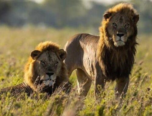 9 Reasons Why You Should Visit Tanzania.