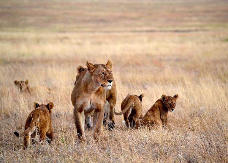 4_NAMIRI-Tansania-10