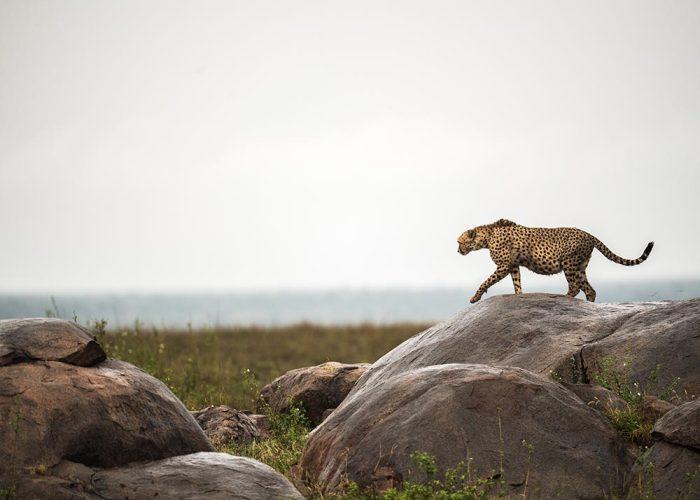 7 Days  Wildlife safari in Tanzania - Image 7