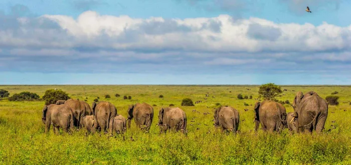 7 Days  Wildlife safari in Tanzania - Image 4