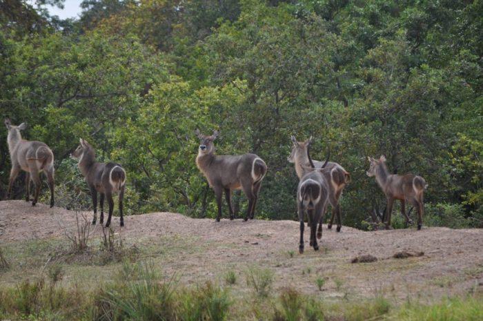 3 Days budget safari in Nyerere national park - Image 4