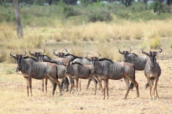 3 Days budget safari in Nyerere national park - Image 3