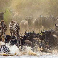 5 Days Tarangire, Ngorongoro and Serengeti Np - Image 5