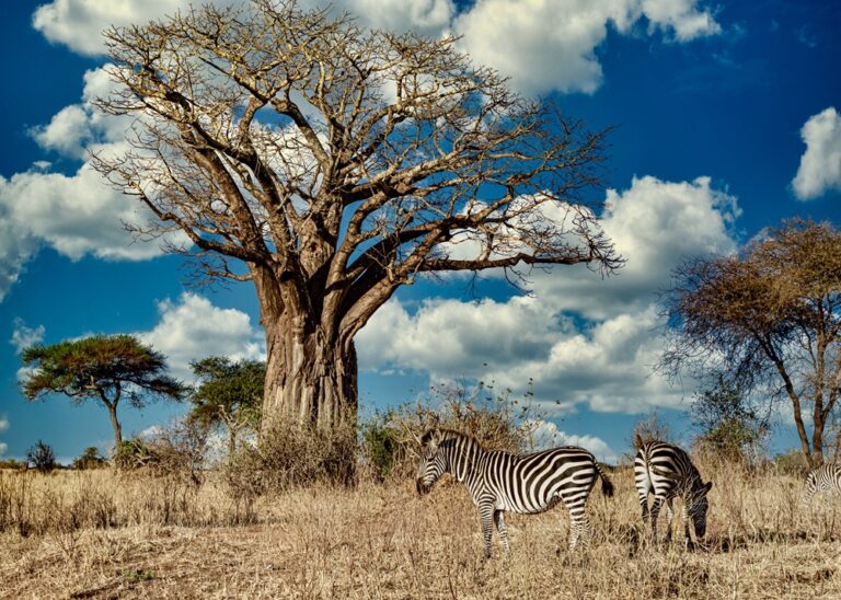 A field covered in greenery surrounded by zebras under the sunlight and a blue sky